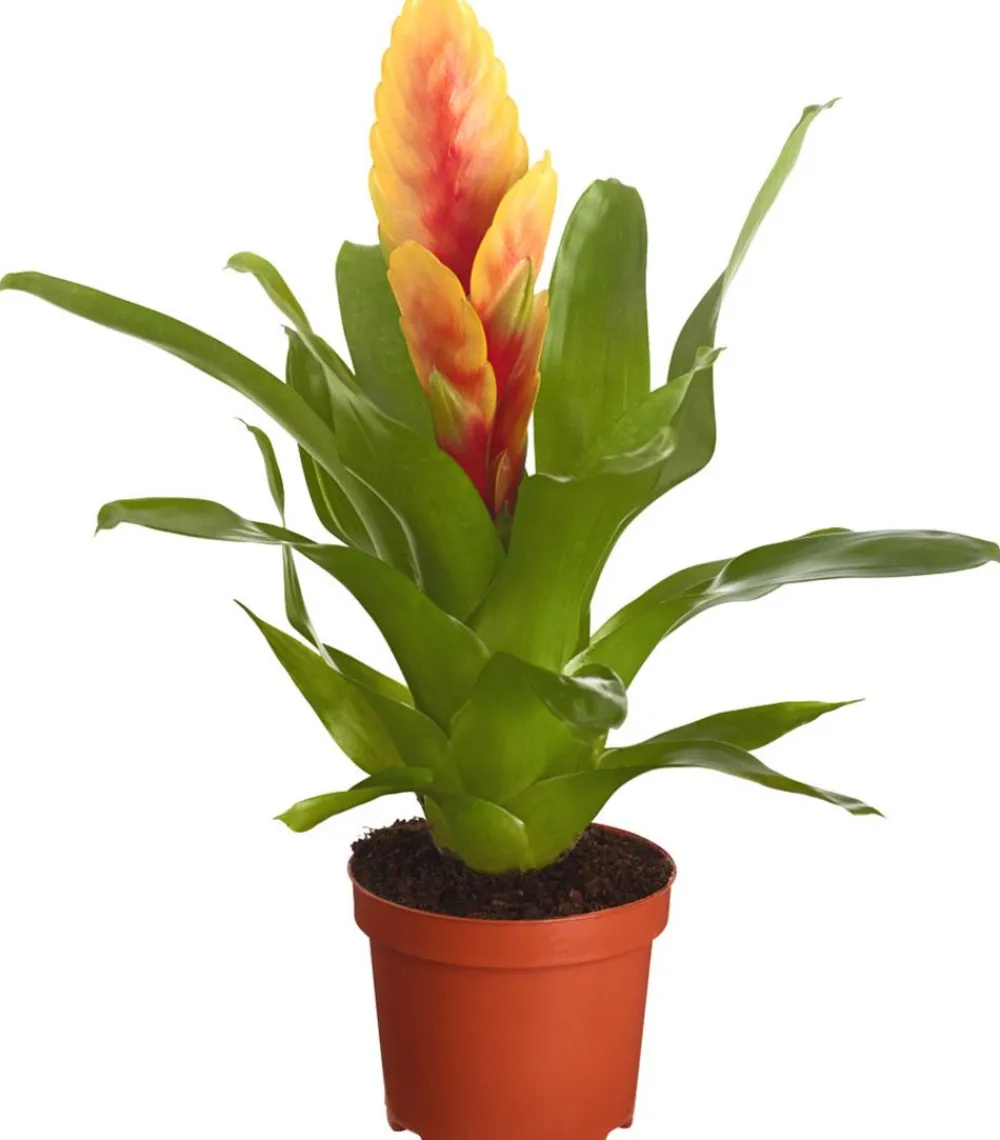 Dehner Bromelien - Vriesea - Bromelia cultivars, verschiedene Sorten