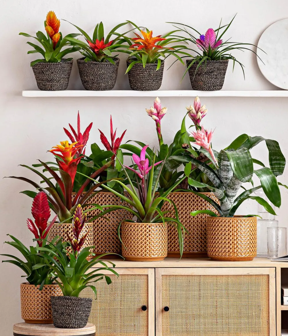 Dehner Bromelien - Vriesea - Bromelia cultivars, verschiedene Sorten
