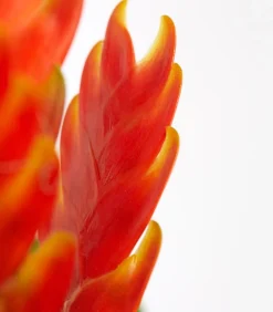 Dehner Bromelien - Vriesea - Bromelia cultivars, verschiedene Sorten