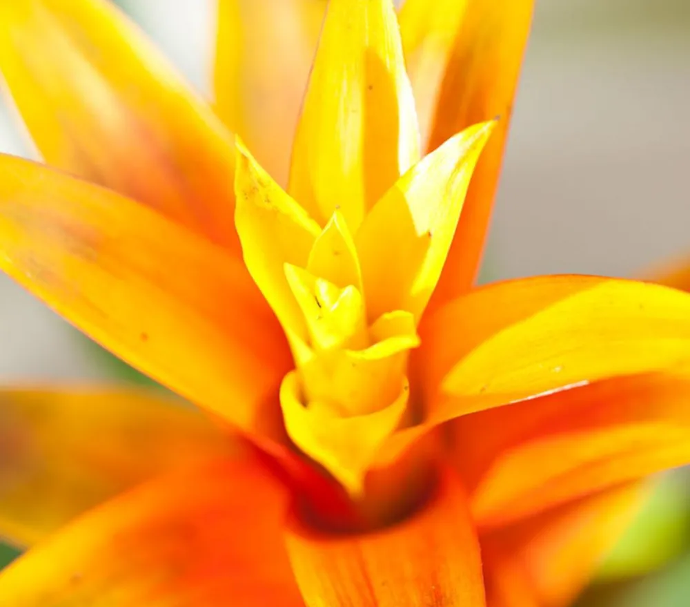 Dehner Bromelien - Vriesea - Bromelia cultivars, verschiedene Sorten