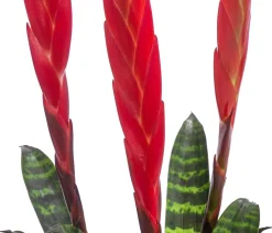 Dehner Bromelien - Vriesea - Vriesea cultivars 'Era' Rot