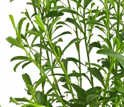Dehner Laubgehölze|Blühende Sträucher > Wachsblume 'Flower Girl White'