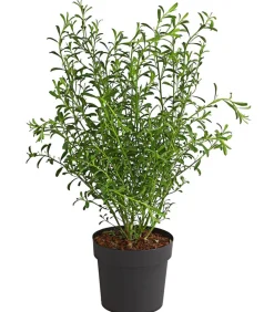 Dehner Laubgehölze|Blühende Sträucher > Wachsblume 'Flower Girl White'
