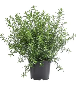 Dehner Laubgehölze|Blühende Sträucher > Wachsblume 'Flower Girl White'