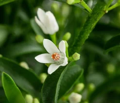 Dehner Laubgehölze|Blühende Sträucher > Wachsblume 'Flower Girl White'