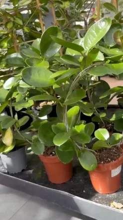 Dehner Grünpflanzen > Wachsblume - Hoya australis