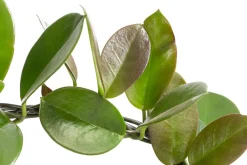 Dehner Grünpflanzen > Wachsblume - Hoya australis