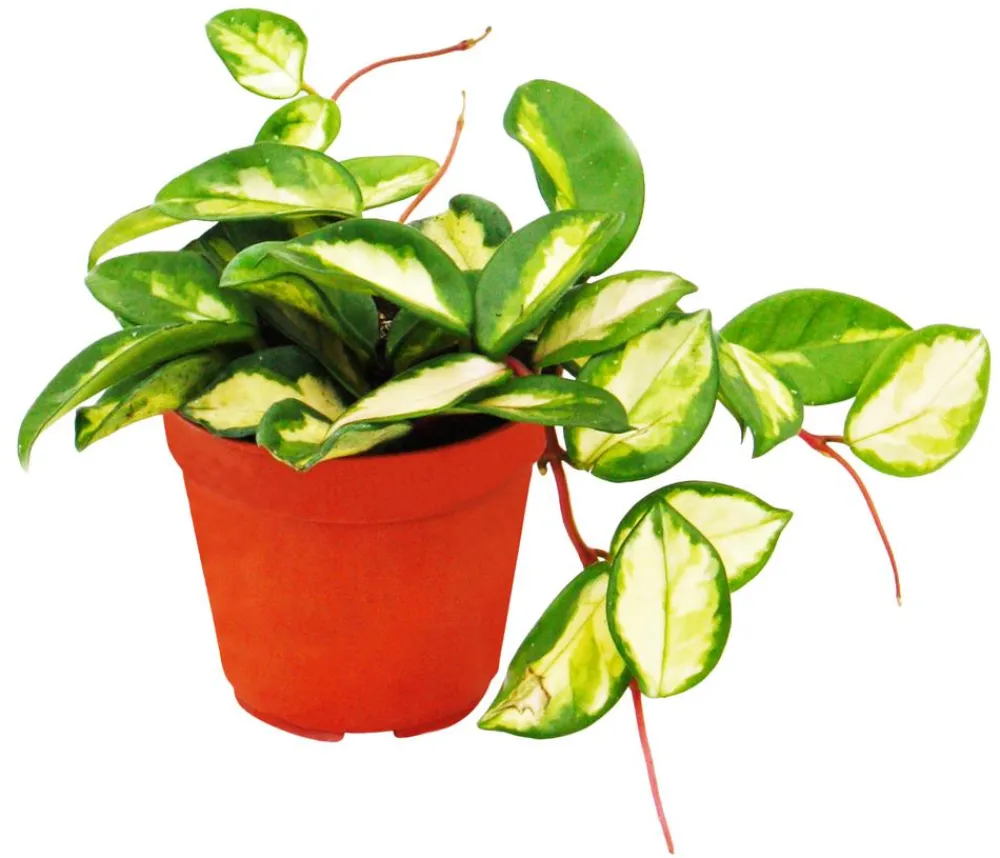 Dehner Wachsblume - Hoya carnosa 'Tricolor' Online