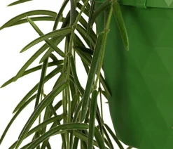 Dehner Wachsblume - Hoya linearis, Ampel Grün Hot