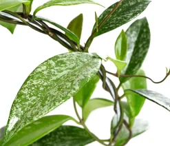 Dehner Grünpflanzen > Wachsblume - Hoya pubicalyx 'Silver Spot'