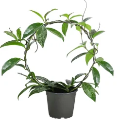 Dehner Grünpflanzen > Wachsblume - Hoya pubicalyx 'Silver Spot'