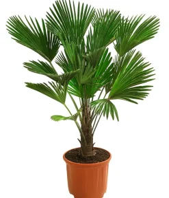 Dehner Palmen|Terrassenpflanzen > Wagners Hanfpalme