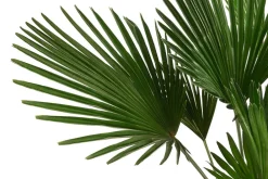 Dehner Palmen|Terrassenpflanzen > Wagners Hanfpalme