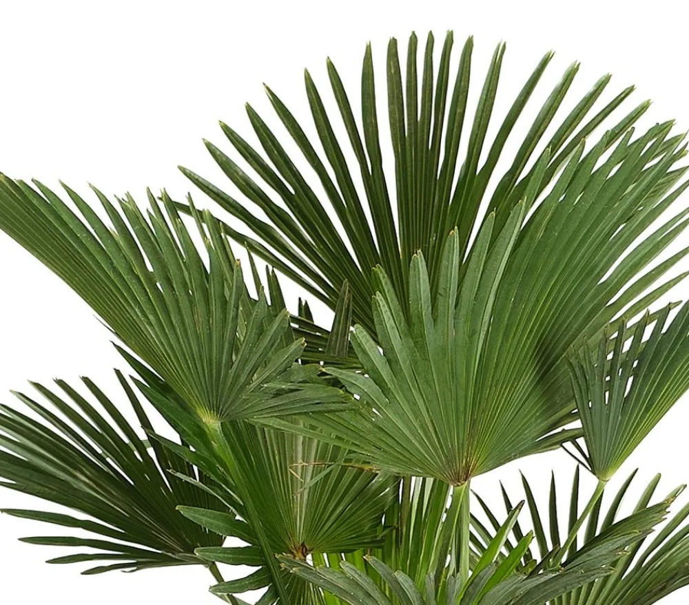 Dehner Wagners Hanfpalme Grün New