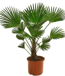 Dehner Palmen|Terrassenpflanzen - Wagners Hanfpalme Grün