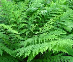 Dehner Blatt- & Schattenstauden > Wald-Frauenfarn