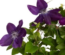 Dehner Clematis|Kletterpflanzen > Waldrebe - Clematis