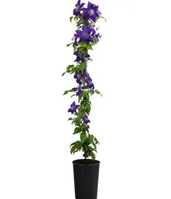 Dehner Clematis|Kletterpflanzen > Waldrebe - Clematis