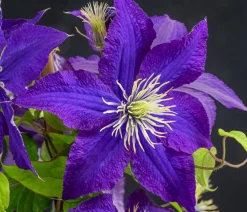Dehner Clematis|Kletterpflanzen > Waldrebe - Clematis