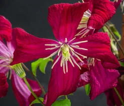 Dehner Waldrebe - Clematis Rot