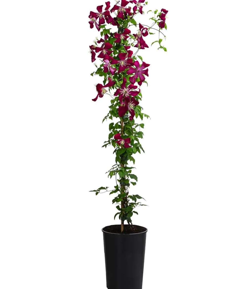 Dehner Waldrebe - Clematis Rot