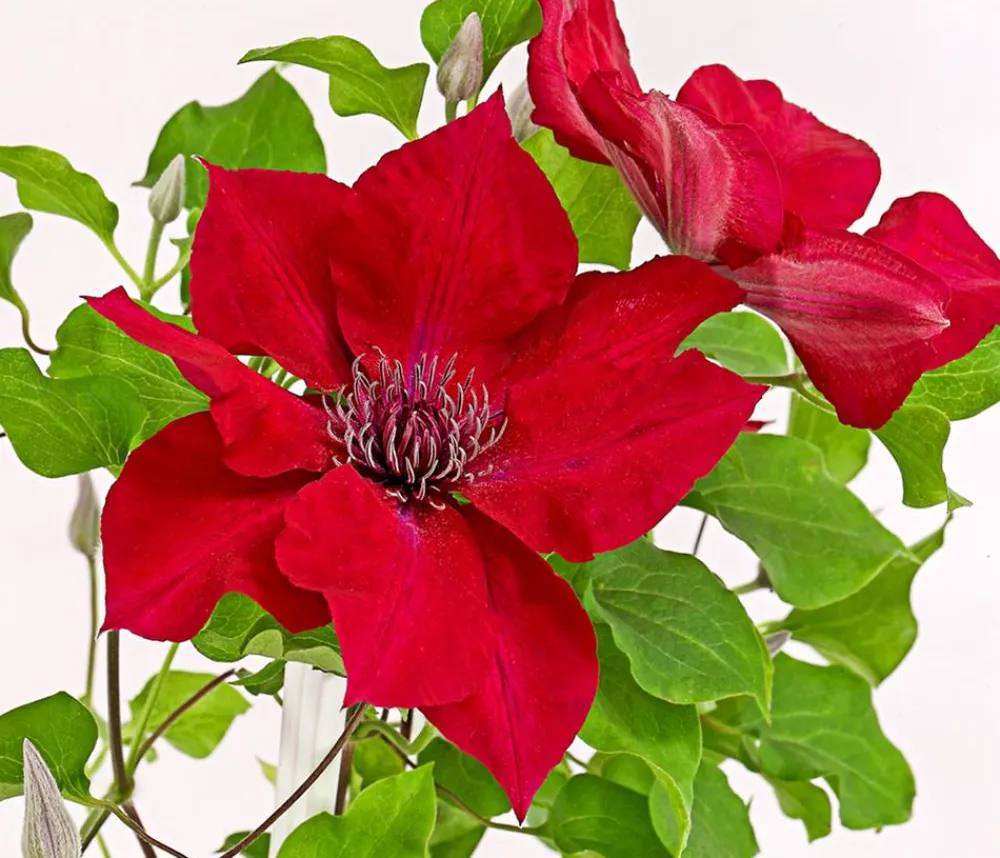 Dehner Waldrebe - Clematis Rot
