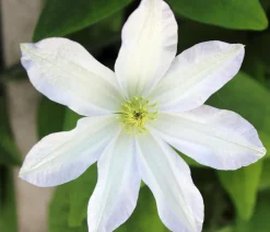 Dehner Waldrebe - Clematis Weiß Clearance