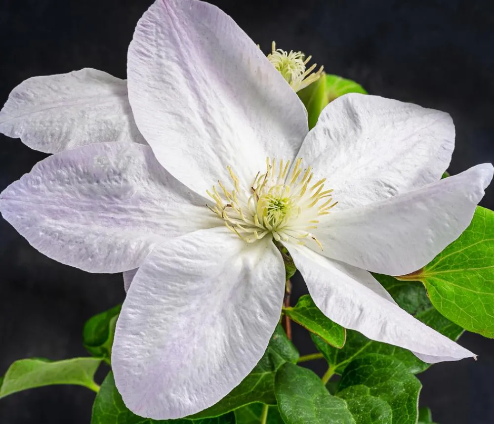 Dehner Waldrebe - Clematis Weiß Clearance