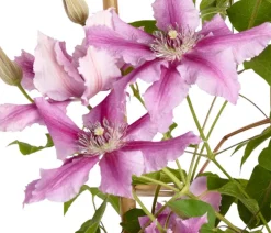 Dehner Clematis|Kletterpflanzen - Waldrebe - Clematis Rosa