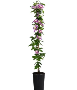 Dehner Clematis|Kletterpflanzen - Waldrebe - Clematis Rosa