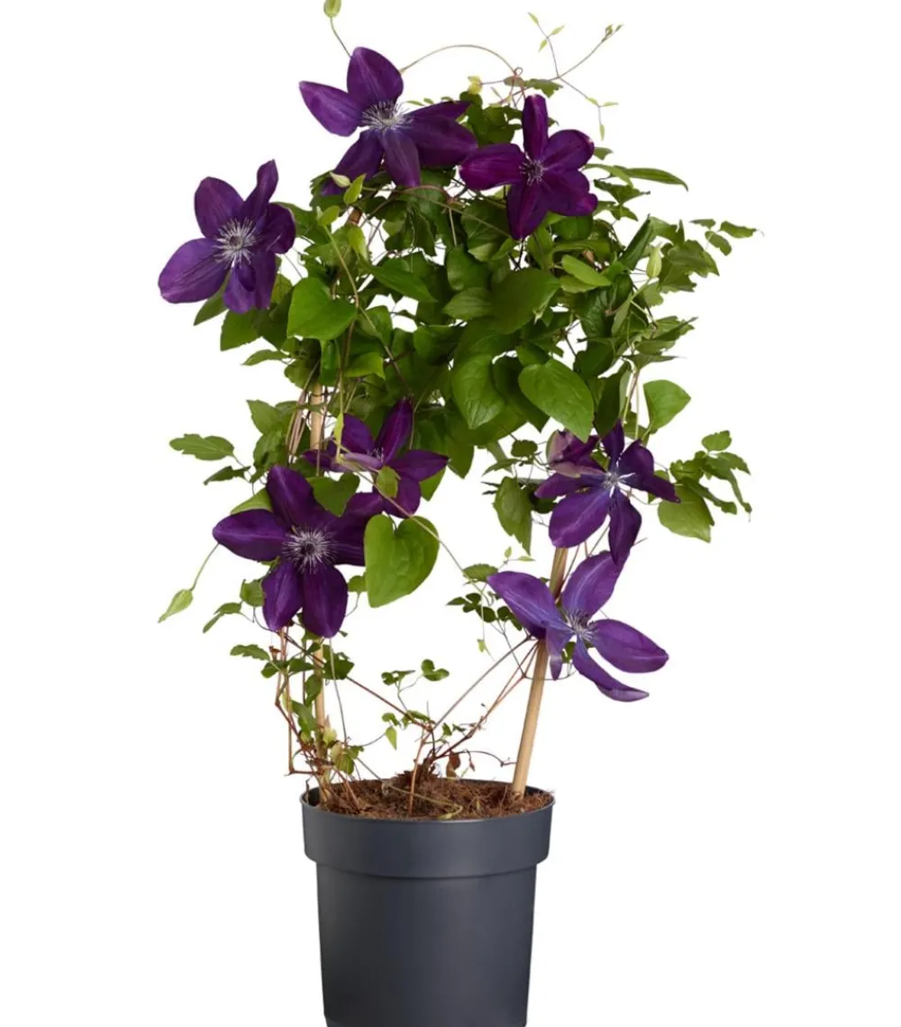 Dehner Clematis|Kletterpflanzen > Waldrebe - Clematis, blau, Bogen
