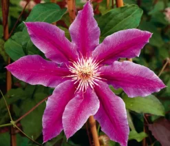 Dehner Clematis|Kletterpflanzen > Waldrebe - Clematis 'Dr. Ruppel'