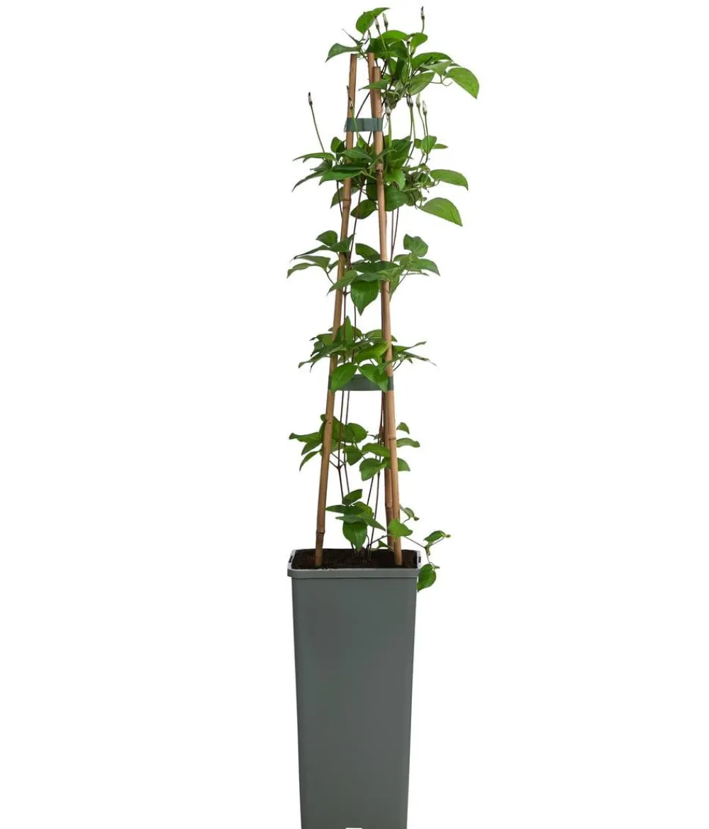 Dehner Clematis|Kletterpflanzen > Waldrebe - Clematis 'Dr. Ruppel'