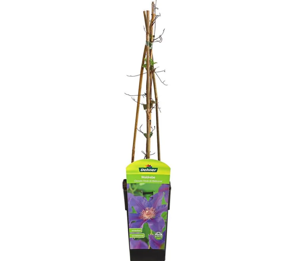 Dehner Clematis|Kletterpflanzen - Waldrebe - Clematis 'Etoile de Malicorne' Lila