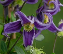 Dehner Clematis|Kletterpflanzen - Waldrebe - Clematis 'Fascination'