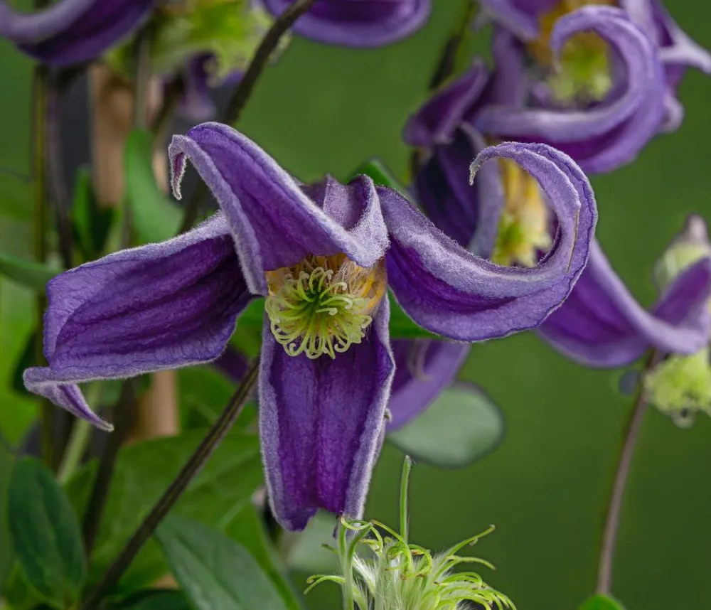 Dehner Clematis|Kletterpflanzen - Waldrebe - Clematis 'Fascination'
