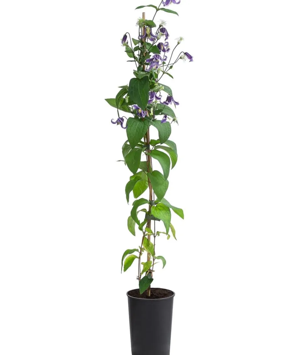 Dehner Clematis|Kletterpflanzen - Waldrebe - Clematis 'Fascination'
