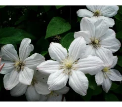 Dehner Clematis|Kletterpflanzen > Waldrebe - Clematis 'Madame le Coultre'