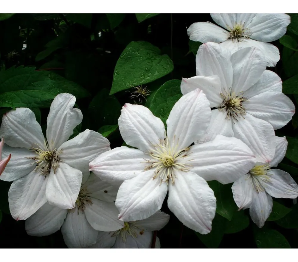 Dehner Clematis|Kletterpflanzen > Waldrebe - Clematis 'Madame le Coultre'