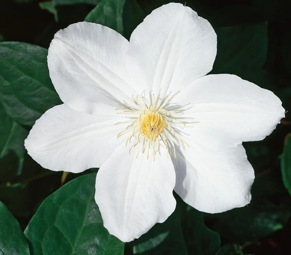 Dehner Clematis|Kletterpflanzen > Waldrebe - Clematis 'Madame le Coultre'