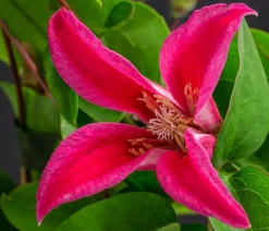 Dehner Clematis|Kletterpflanzen > Waldrebe - Clematis 'Princess Diana'