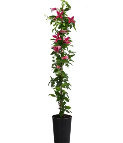 Dehner Clematis|Kletterpflanzen > Waldrebe - Clematis 'Princess Diana'
