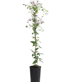 Dehner Clematis|Kletterpflanzen > Waldrebe - Clematis 'Princess Kate'