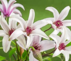 Dehner Clematis|Kletterpflanzen > Waldrebe - Clematis 'Princess Kate'