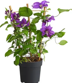 Dehner Clematis|Kletterpflanzen > Waldrebe - Clematis, Rankhilfe
