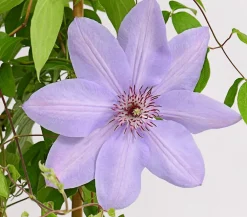 Dehner Clematis|Kletterpflanzen > Waldrebe - Clematis, Rankhilfe