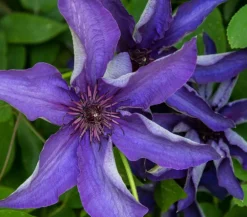 Dehner Clematis|Kletterpflanzen > Waldrebe - Clematis, Rankhilfe
