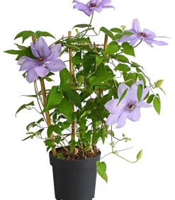 Dehner Clematis|Kletterpflanzen > Waldrebe - Clematis, Rankhilfe