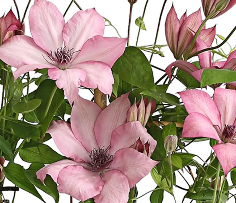 Dehner Clematis|Kletterpflanzen - Waldrebe - Clematis, Rankhilfe Rosa