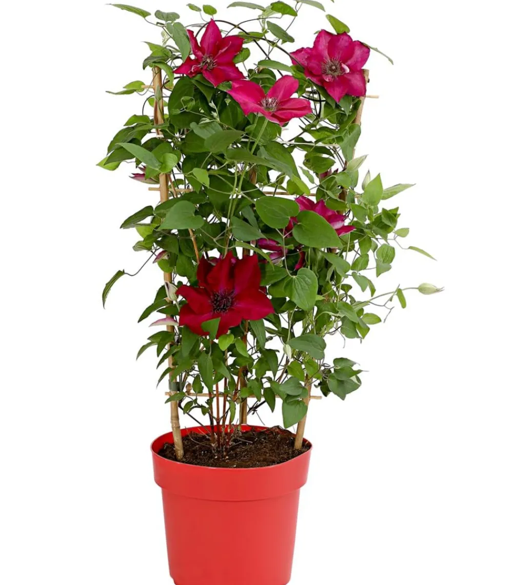 Dehner Clematis|Kletterpflanzen > Waldrebe - Clematis, , Rankhilfe